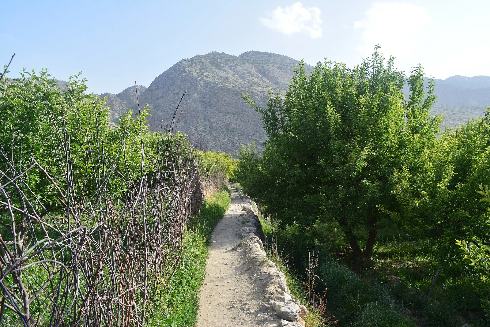 أشجار وتضاريس في بلوشستان الباكستانية.